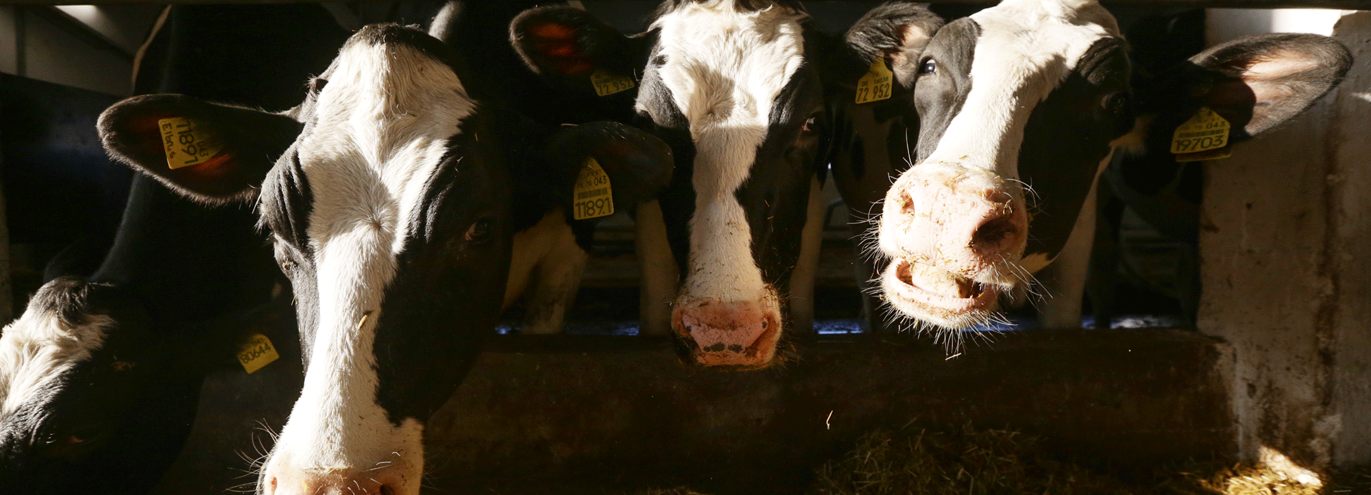 Карантин по бешенству ввели в селе Новолокти под Новосибирском