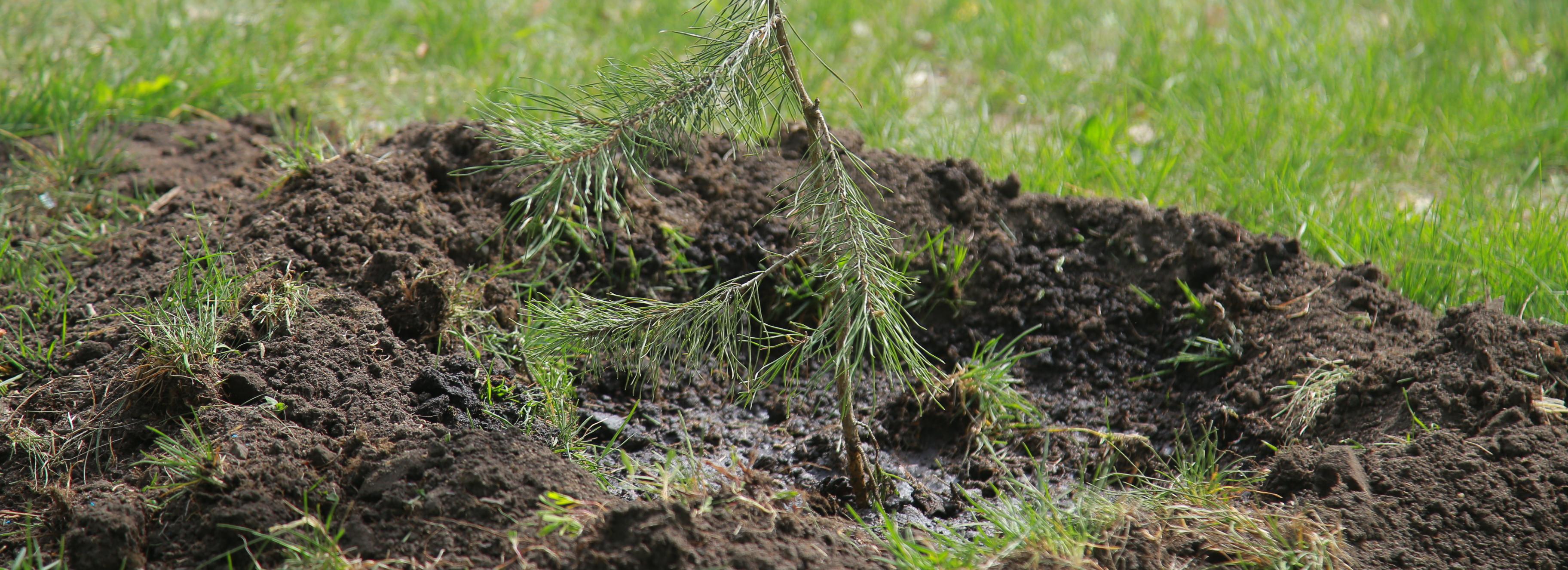 Мини-парк с соснами создают на месте пустыря на Северо-Чемском