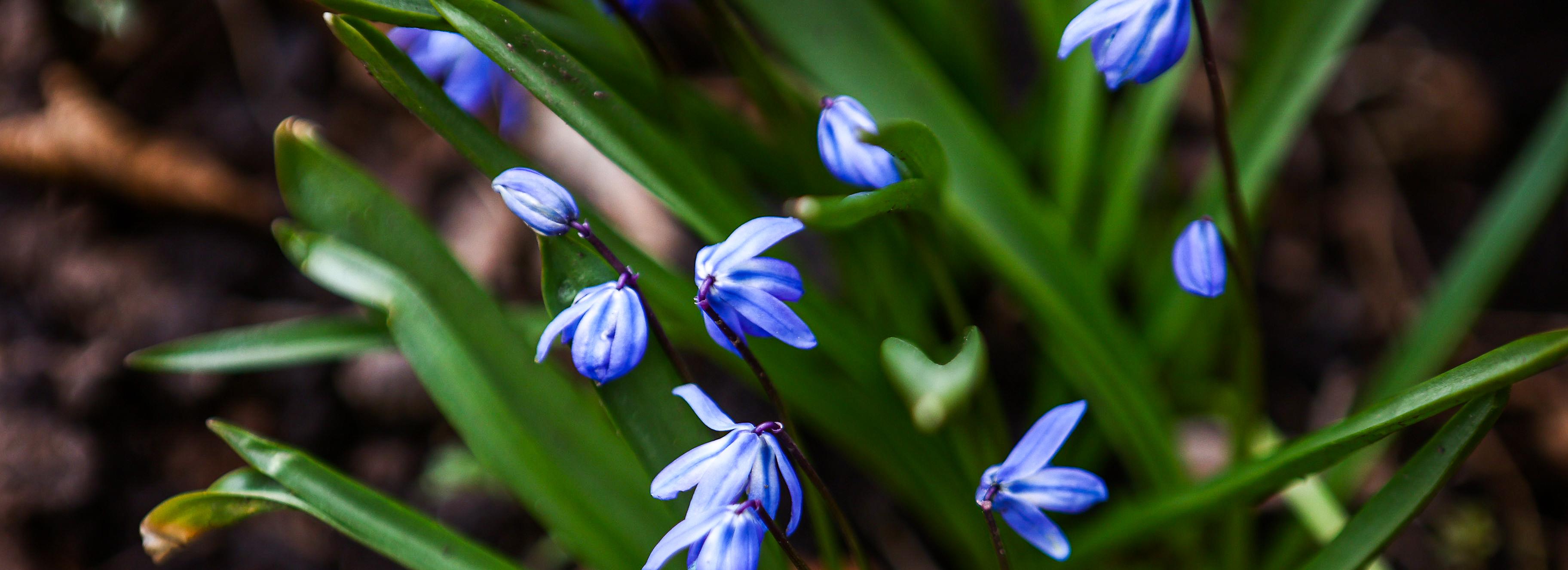 Завораживающие голубые цветы распустились рядом с Бугринской рощей