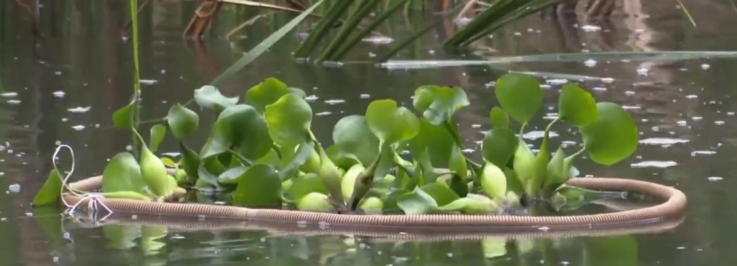 Гиацинты помогут очистить воду в пруду с утками в Академгородке