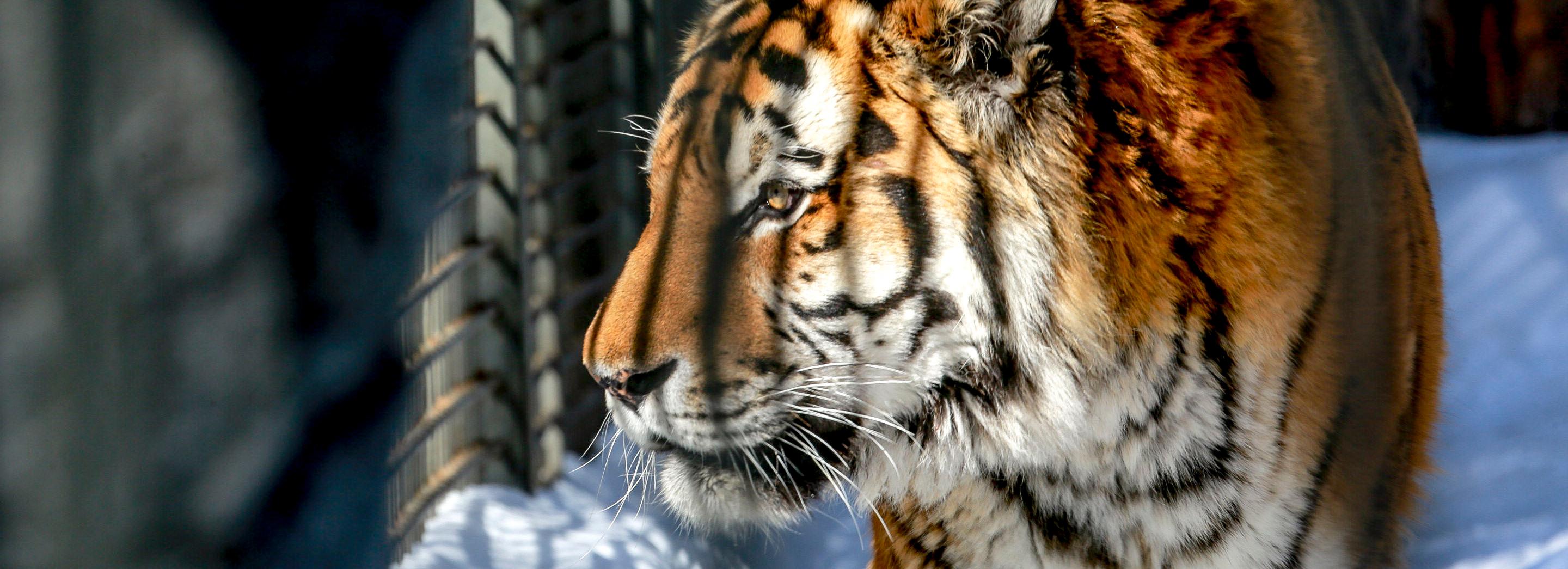 90 лет в обед: как живут звери-пенсионеры новосибирского зоопарка