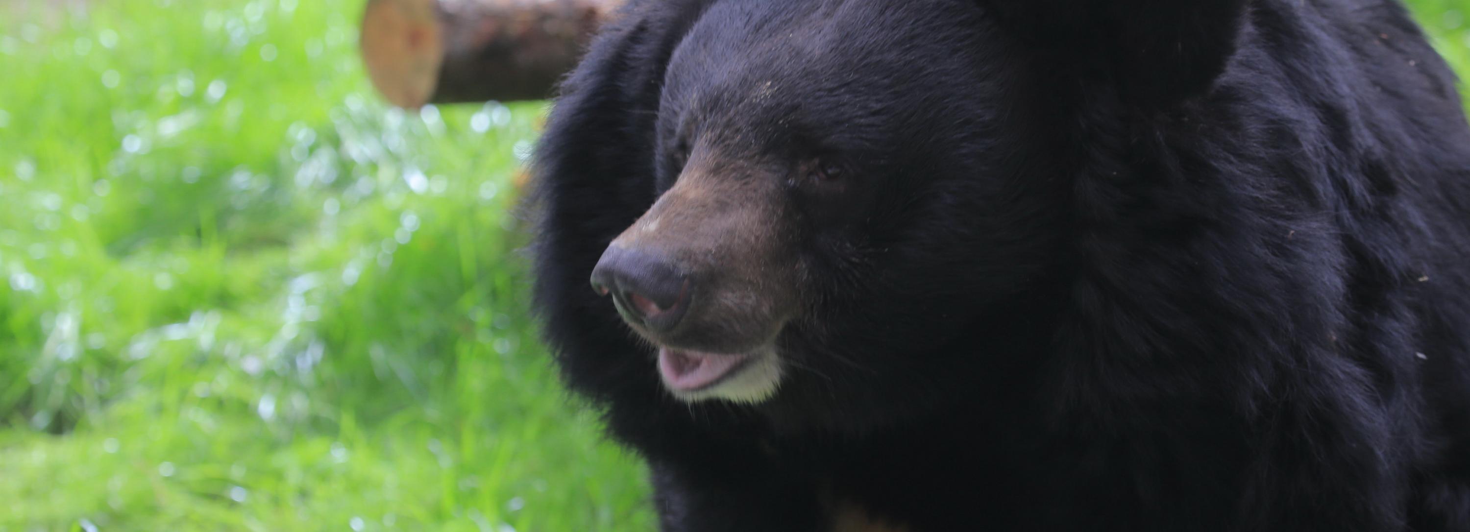 Застрявшие в Сибири дрессировщица с четырьмя медведями вернулись домой