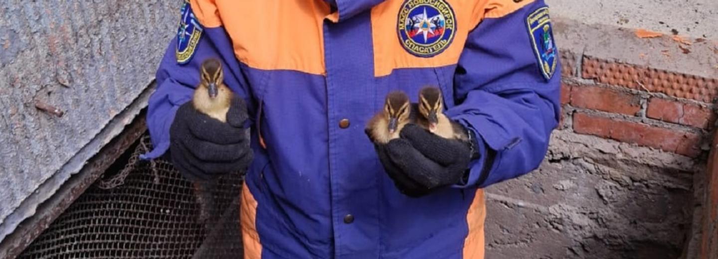 Трёх утят достали из ямы новосибирские спасатели