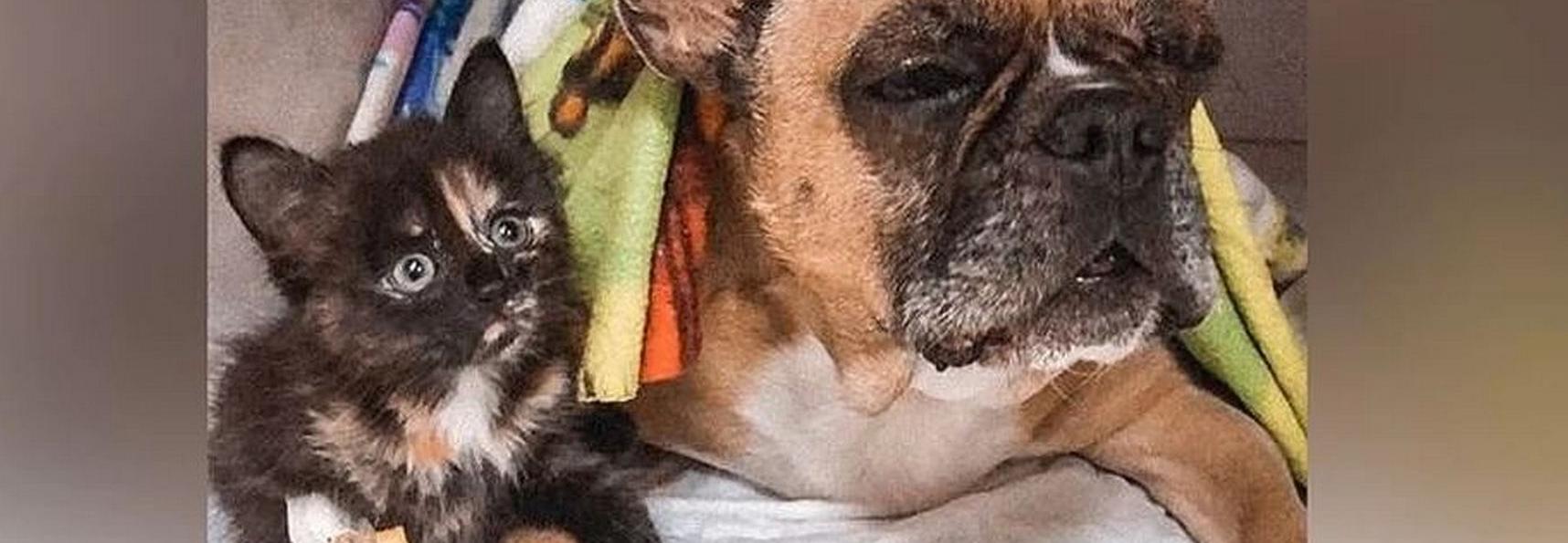 Котёнок-инвалид гладит лапкой других пациентов ветклиники