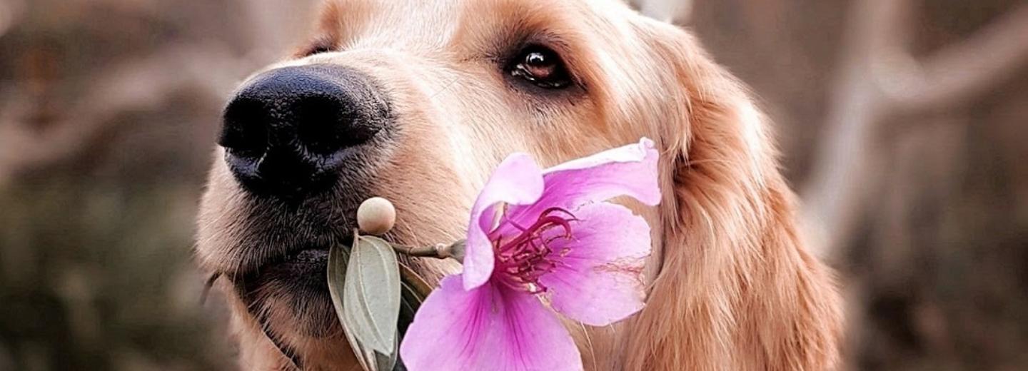 В Новосибирске составили рейтинг лучших собачьих пород для семей с детьми