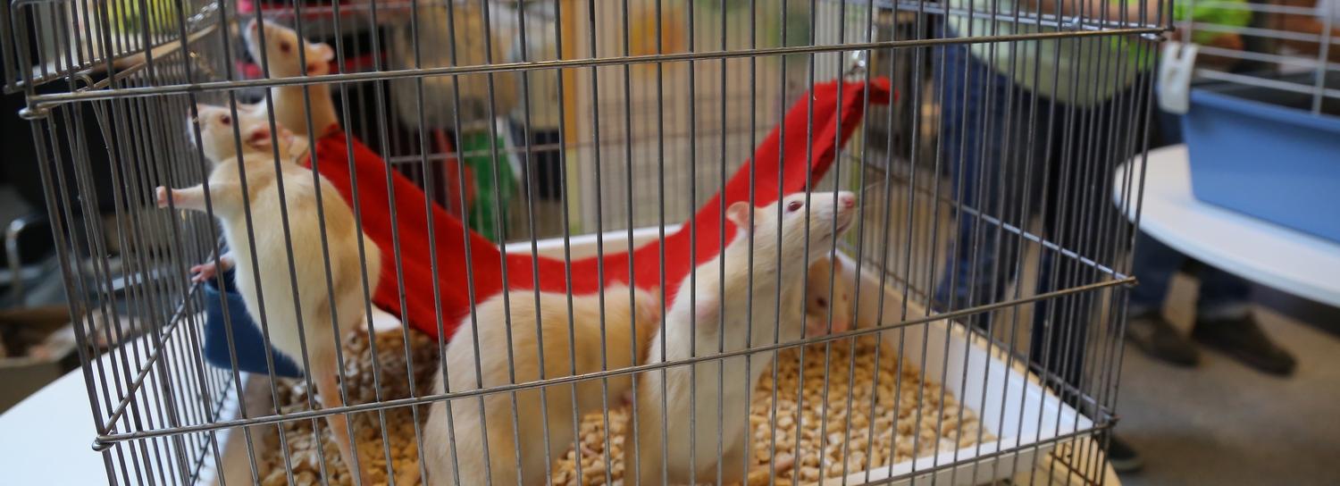 Новосибирские учёные изучают болезнь Альцгеймера на специальных крысах