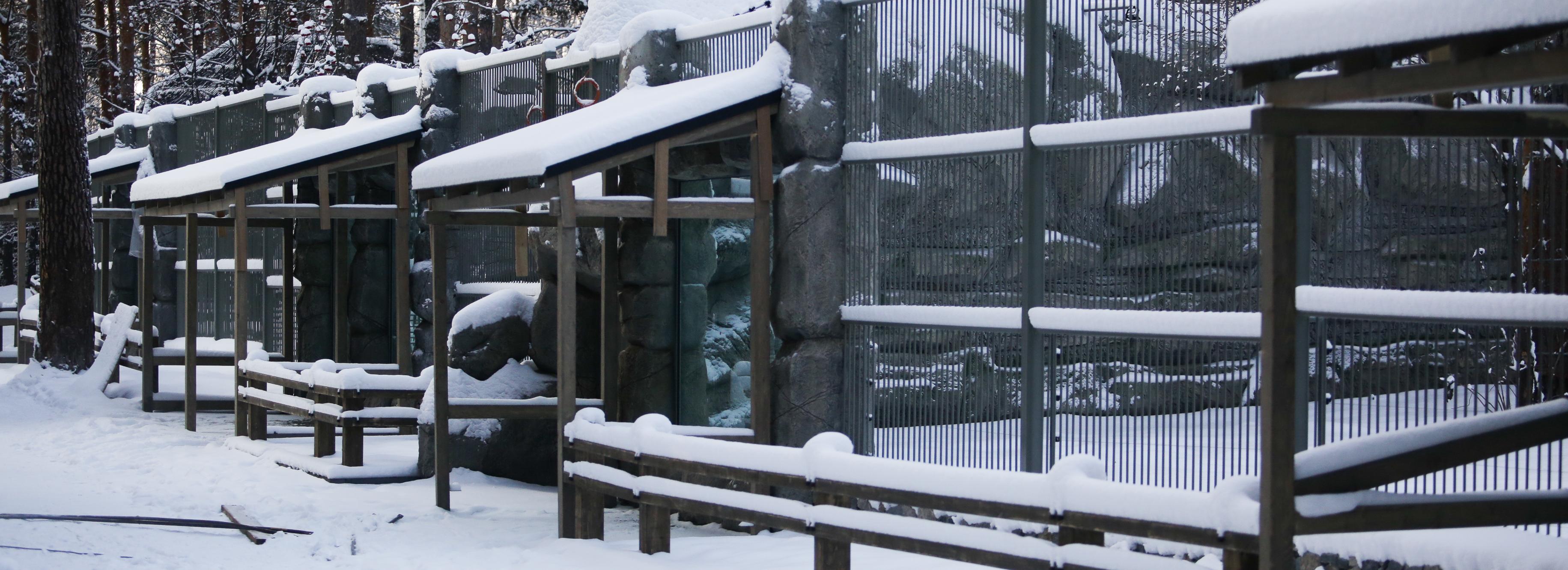 Вольеры для древесных кенгуру построят в новосибирском зоопарке