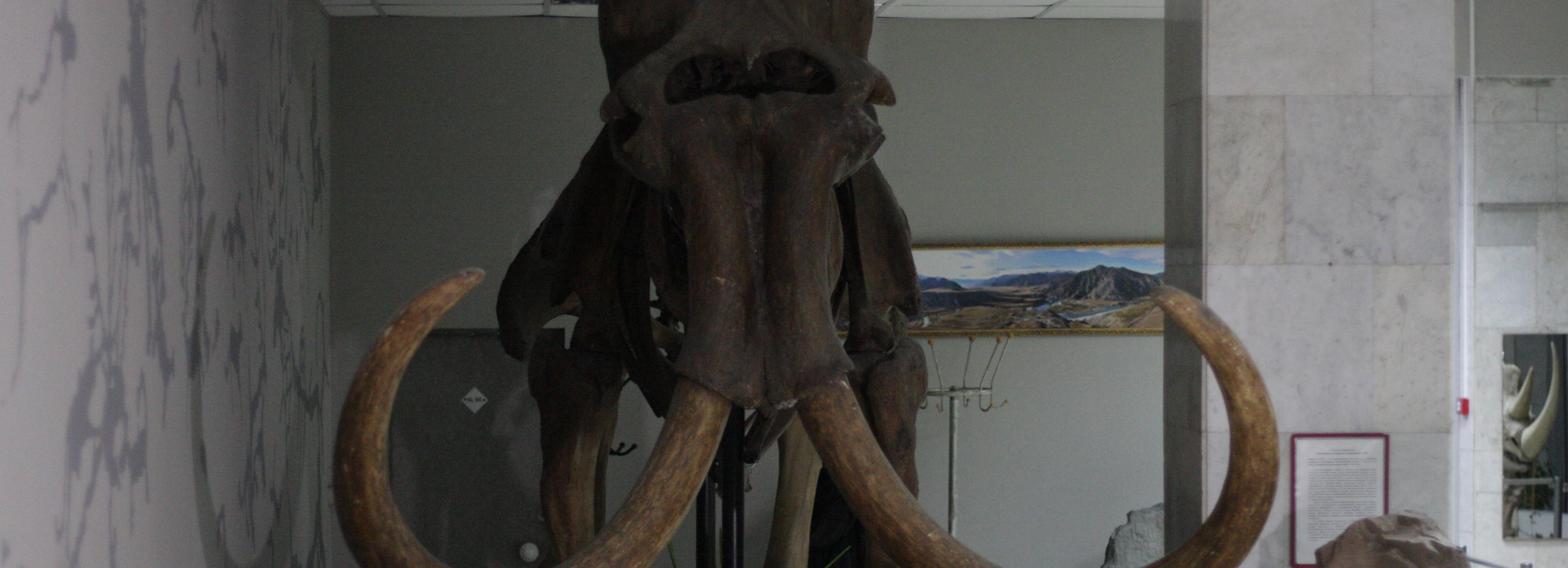 О мамонтах и хрустальных топорах расскажут в Музее на набережной