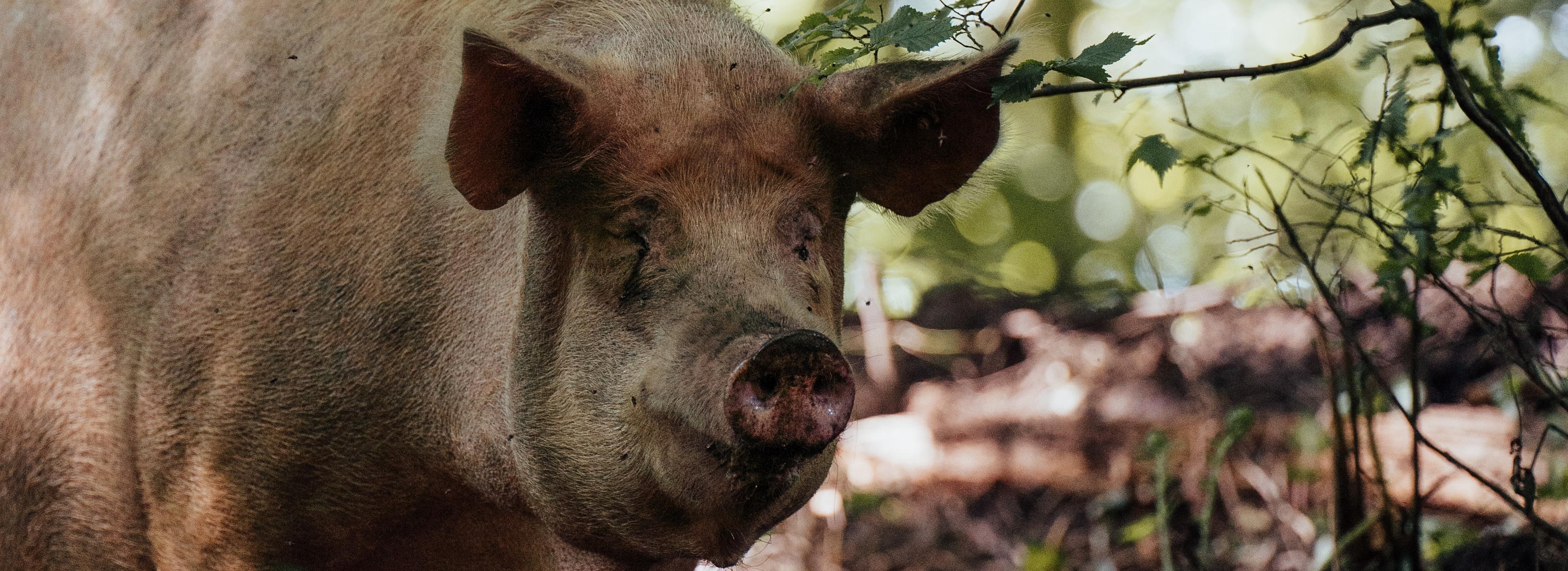 Медведь задрал беременную свиноматку в Новосибирской области