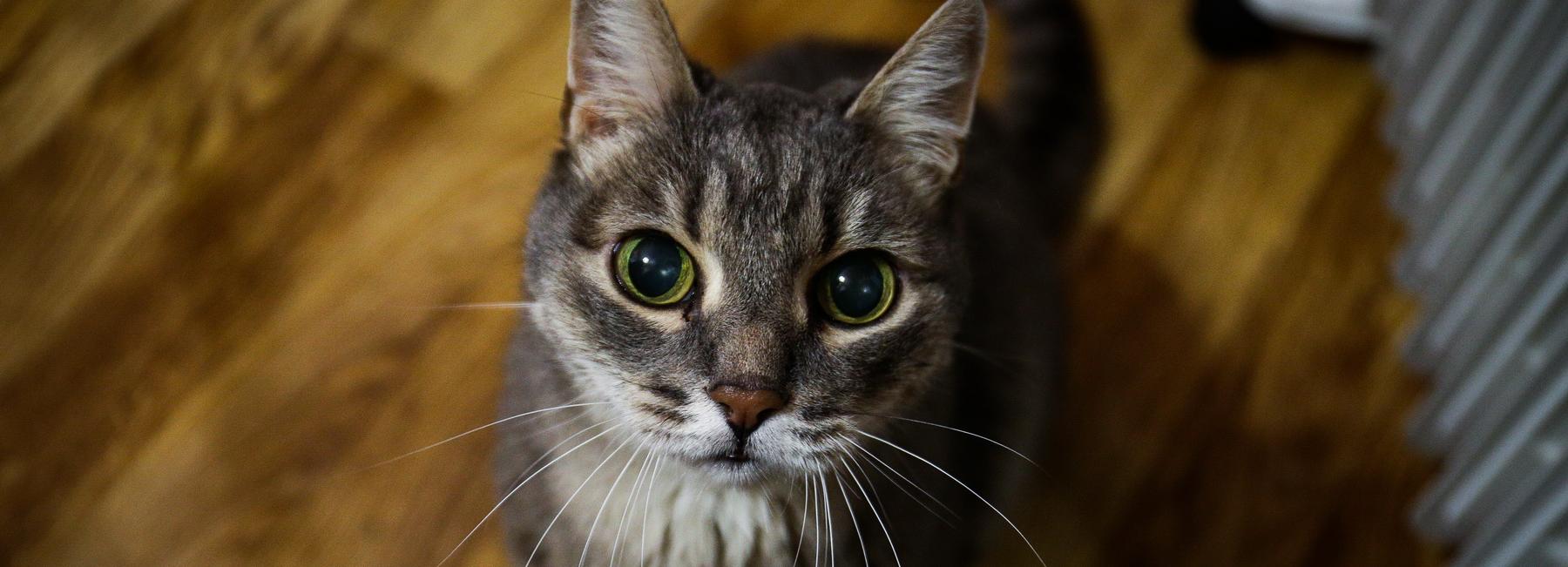 Учёные из Америки приедут в Новосибирск в поисках Чеширского кота