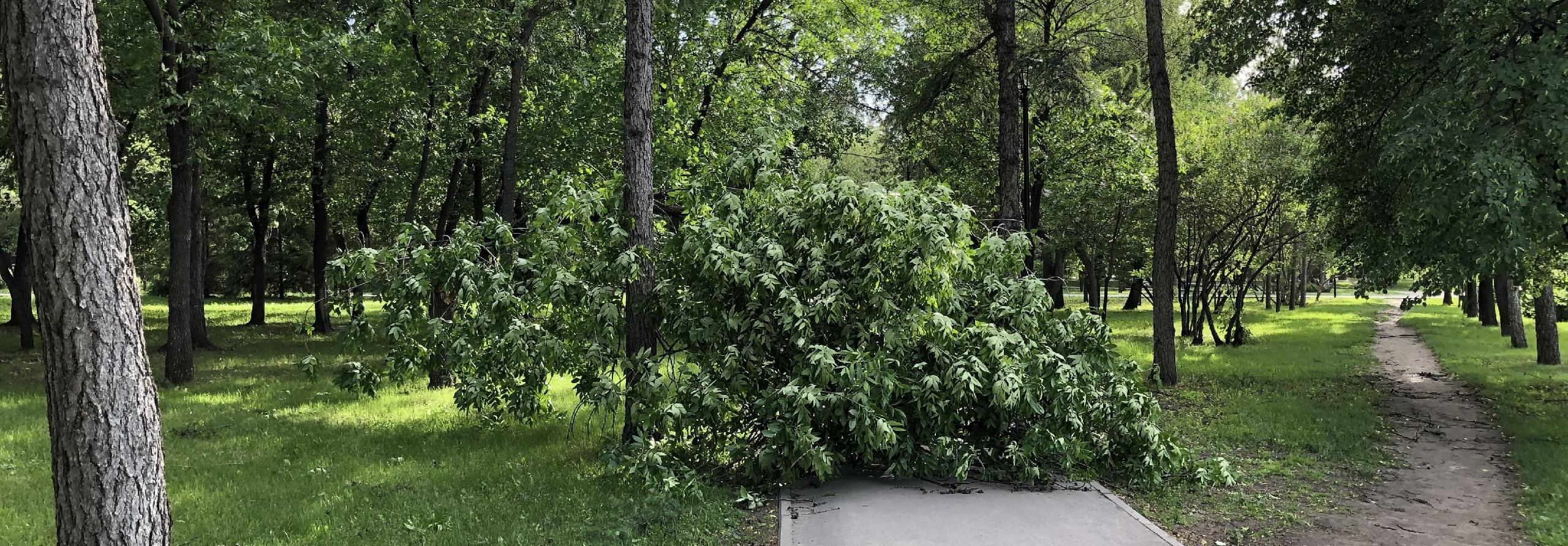 Шквалистый ветер уронил деревья на припаркованные машины