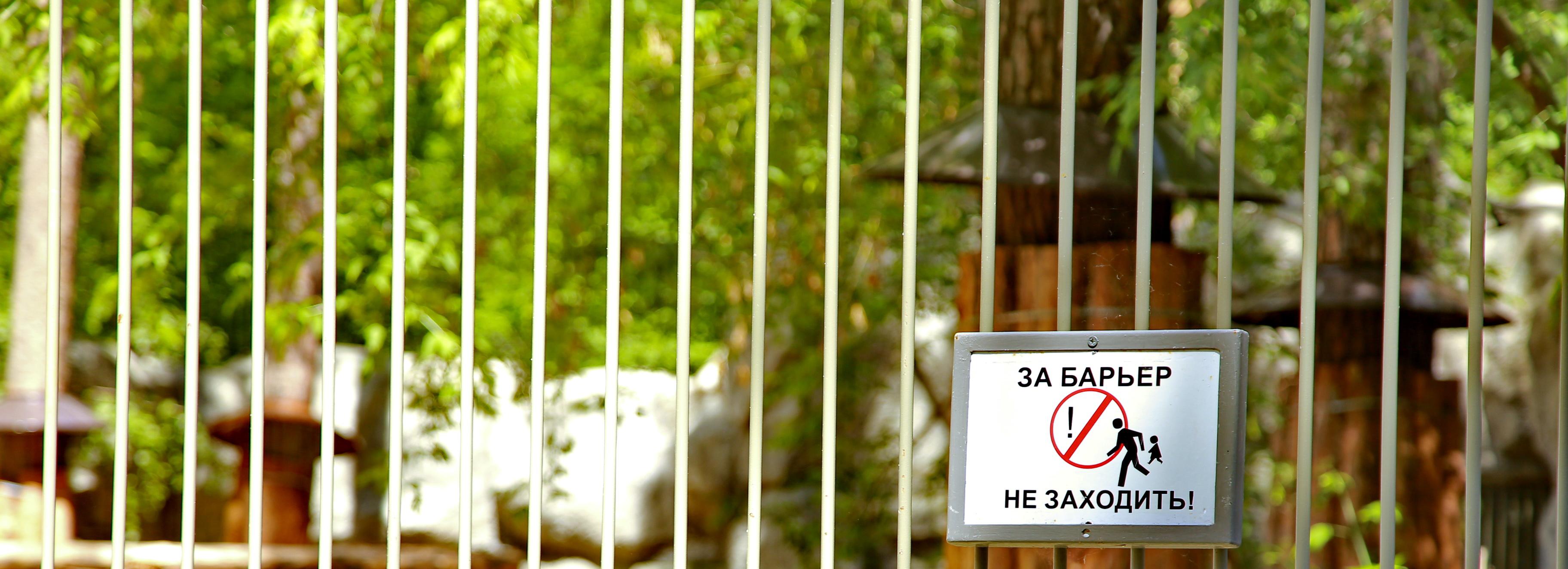 Гепарды из Лимпопо поселились в Новосибирском зоопарке