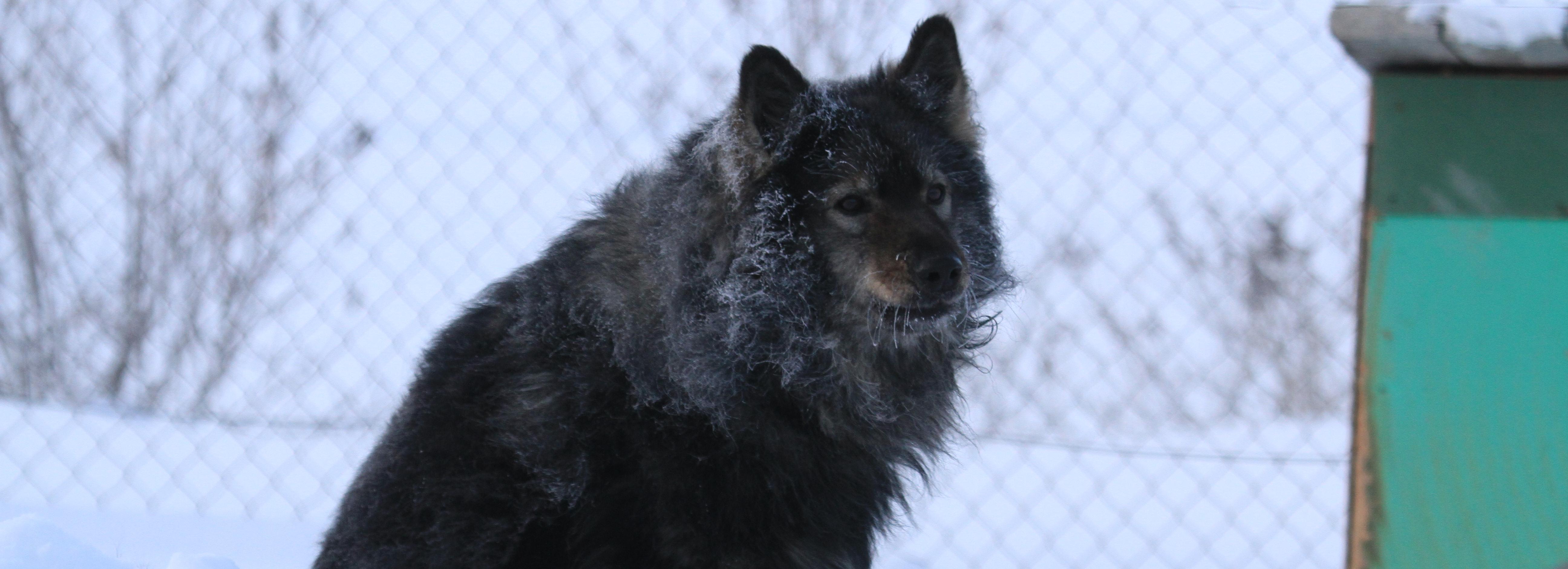 720 бродячих собак поймали за год на улицах Новосибирска