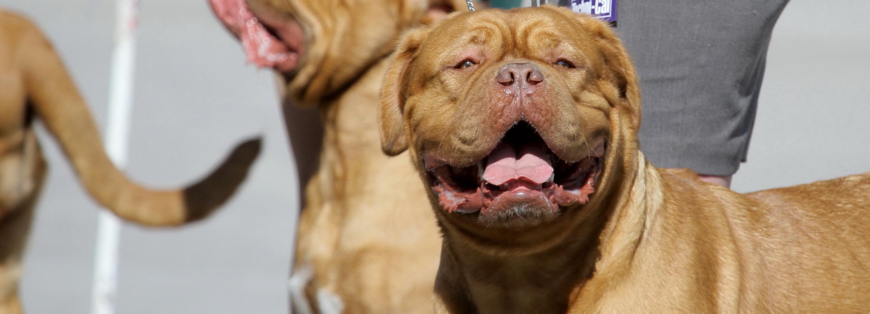 Неизвестные догхантеры разбрасывают куски мяса возле ГПНТБ