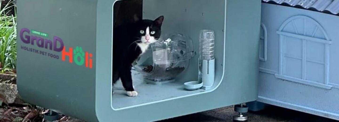 Умные кормушки для бездомных котов хотят установить в Новосибирске