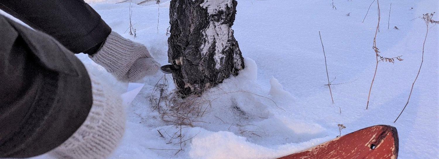 Охоту на непарного шелкопряда начали в Новосибирской области