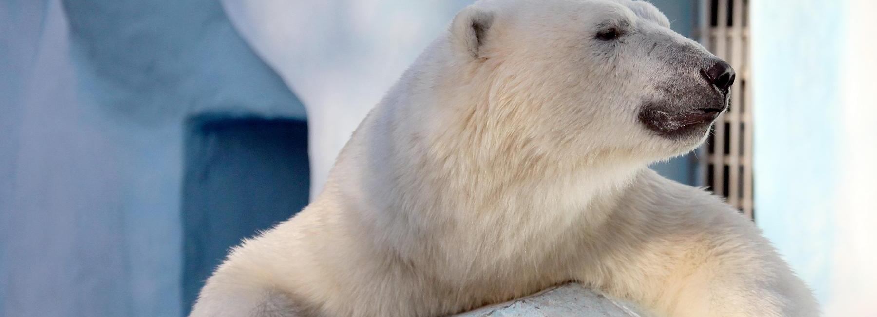 Брачный период начинается у животных в Новосибирском зоопарке