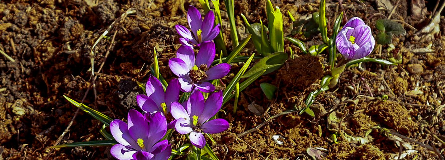 Из зимы в лето: после снегопадов в Новосибирске потеплеет до +20