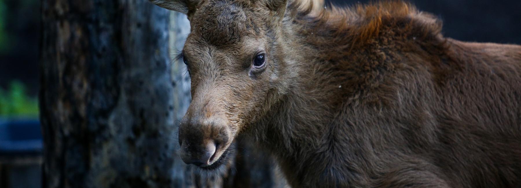 Житель Новосибирска повстречал лосей в Первомайском районе