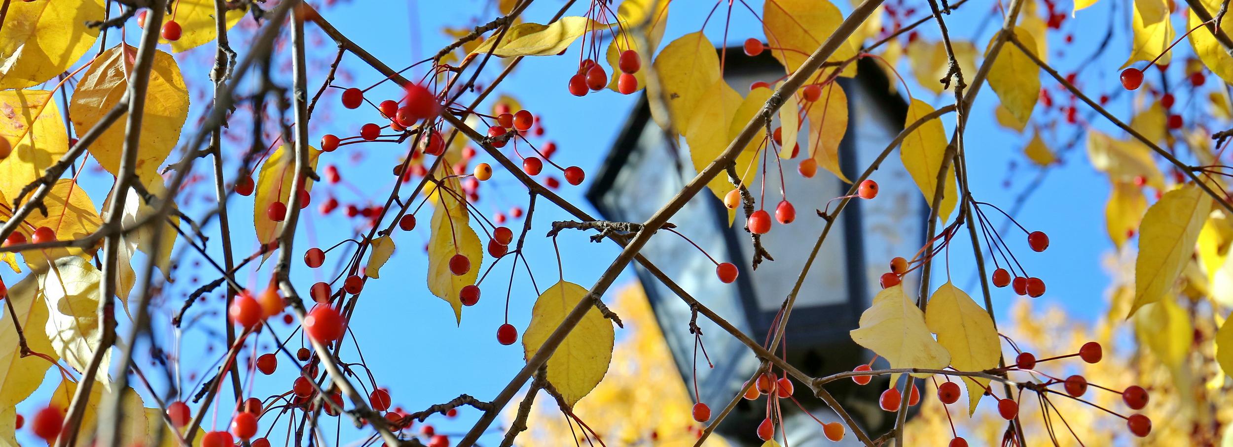Ветер разденет деревья к концу недели в Новосибирске