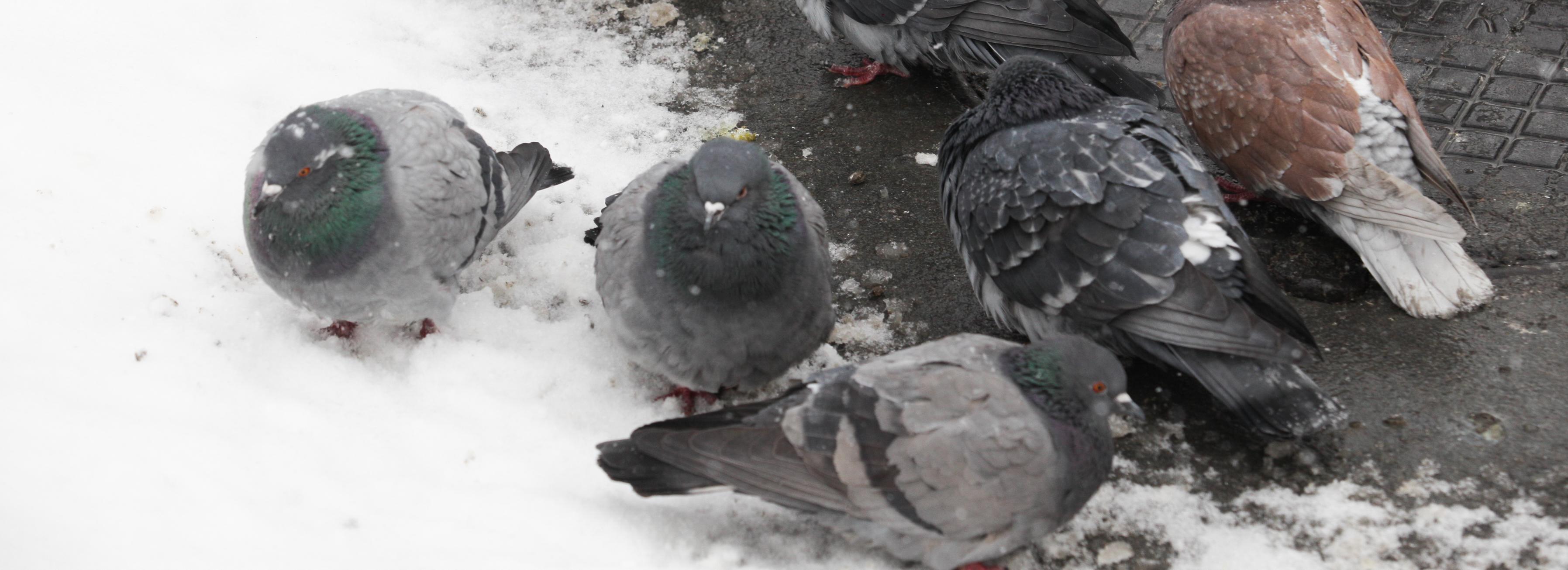 Холода внезапно ударят по Новосибирску — предупреждает ЕДДС