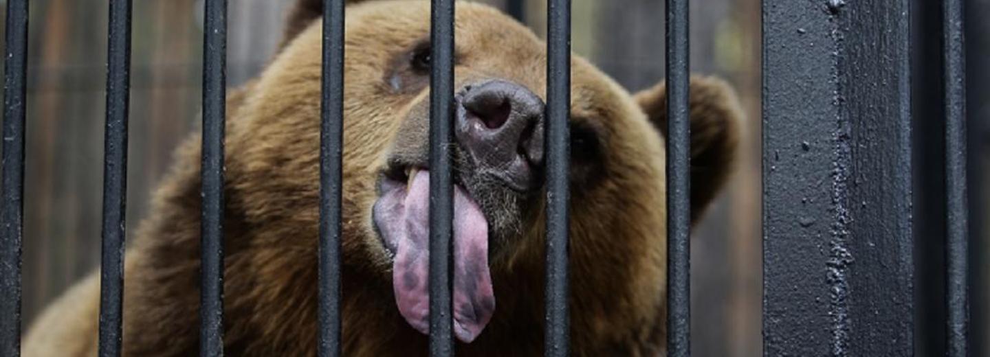 Стало известно, когда медведи Новосибирского зоопарка выйдут из спячки