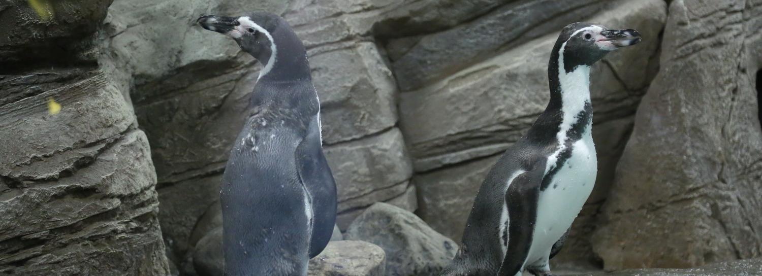 Мобильный пункт вакцинации открылся в Новосибирском зоопарке