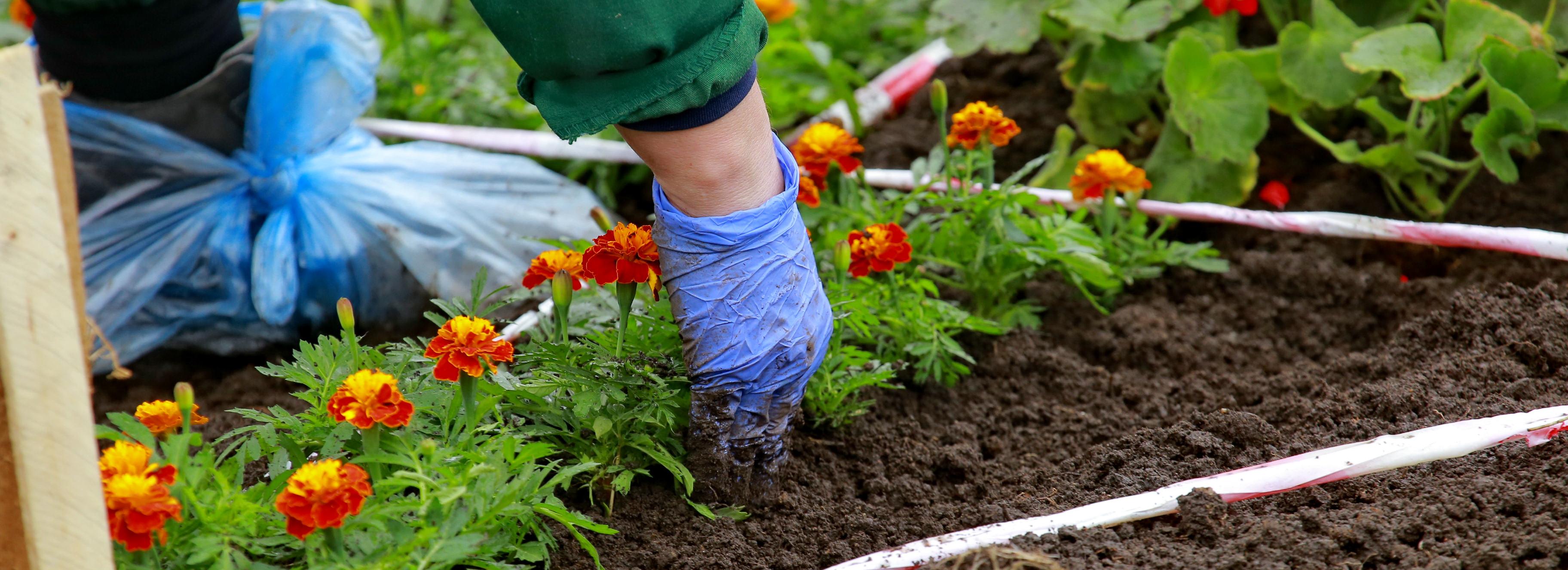 Неизвестный сбил с ног сотрудницу новосибирского Горзеленхоза