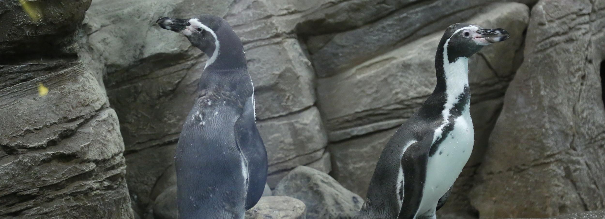 Беби-бум в зоопарке: выдрята, оленята, пингвинята умиляют посетителей