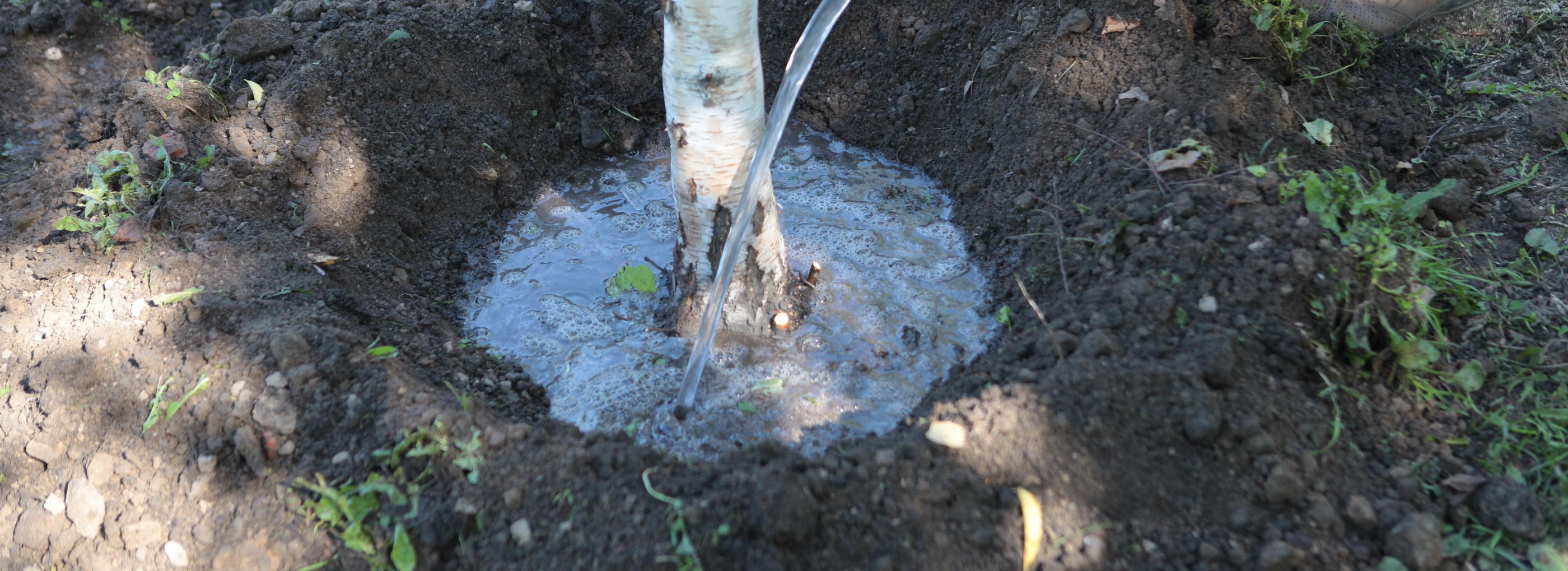Несколько мини-парков заложат в Новосибирске в День соседей