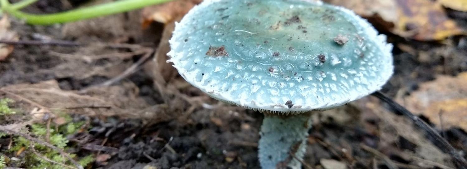 Веселящий гриб с сопливой шляпкой нашла сибирячка в лесу