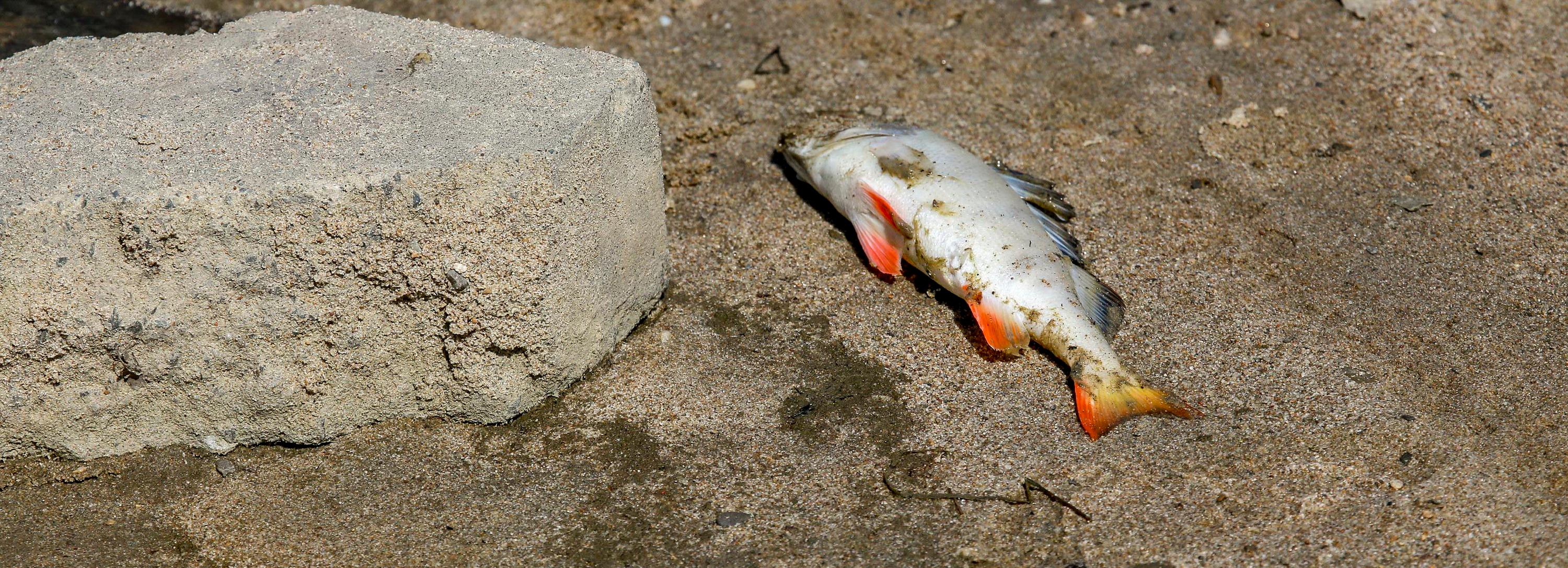 Более 11 000 особей окуня погибло в Бердском заливе под Новосибирском