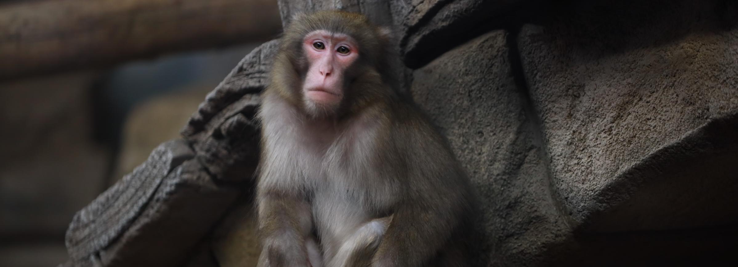 Показывает зубки: как обживаются японские макаки в Новосибирском зоопарке