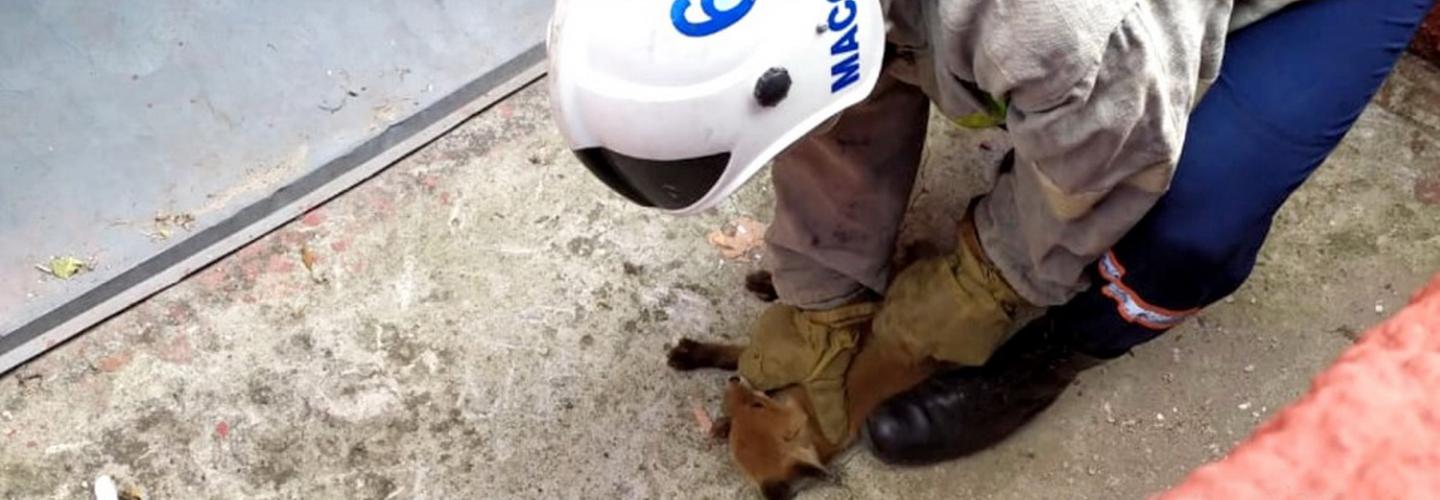 Маленького лисёнка достали из полутораметровой ямы на улице Добролюбова