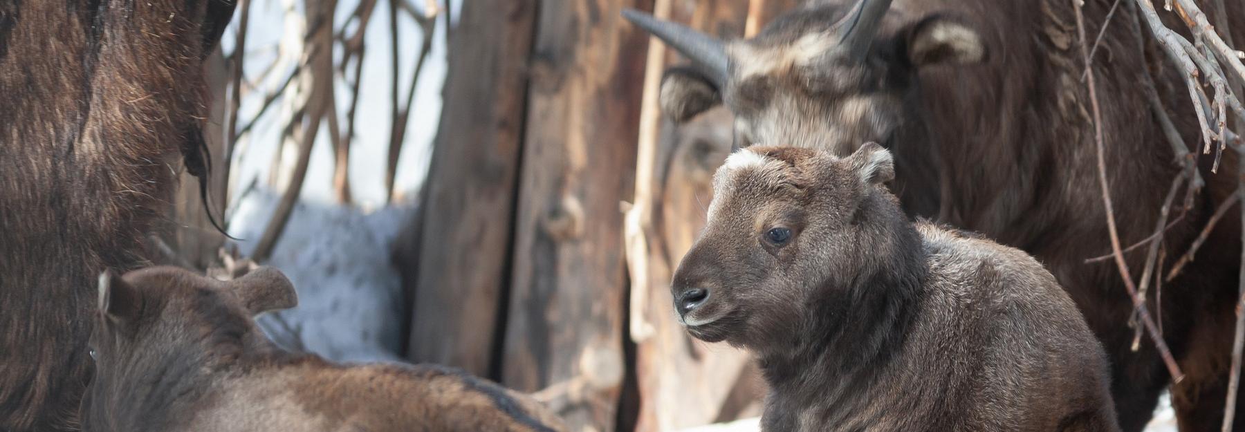 Новосибирские такины родили двух маленьких телят