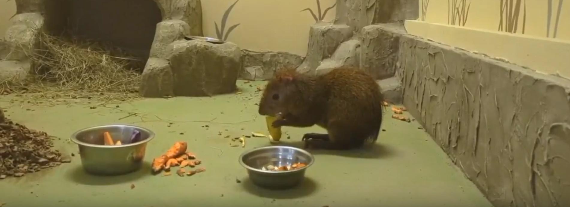 Прожорливый агути поселился в зоопарке «Обитаемый остров»