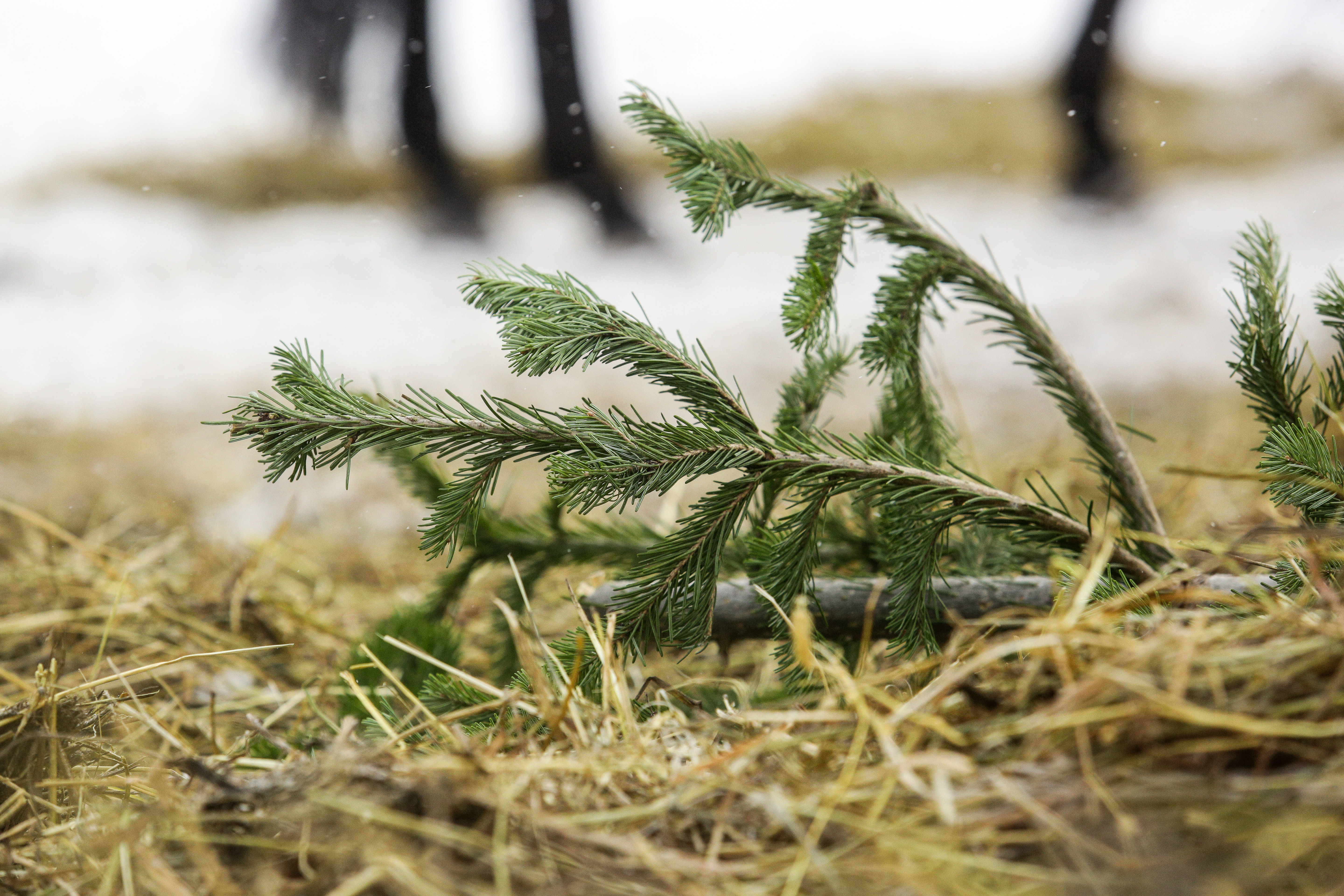 Охрану лесов усилили перед Новым годом в Новосибирской области