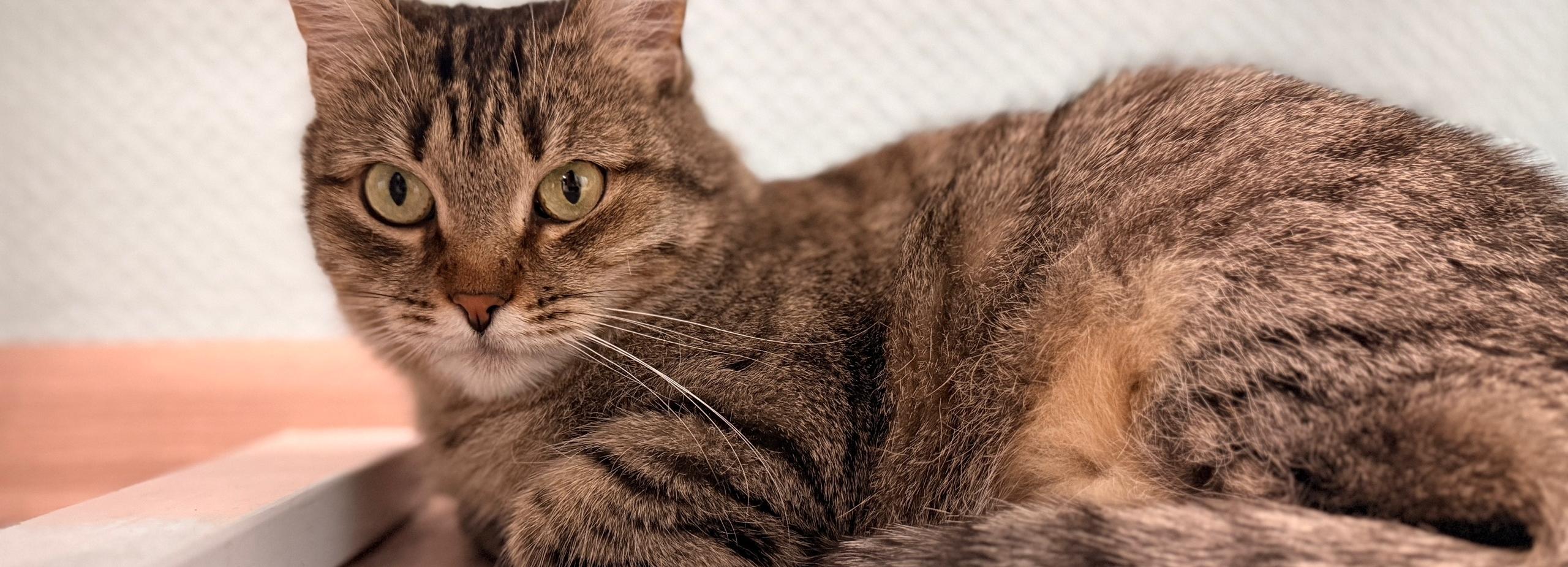 Пуша и Роберт: необычные истории пушистых постояльцев фонда «Виавет»