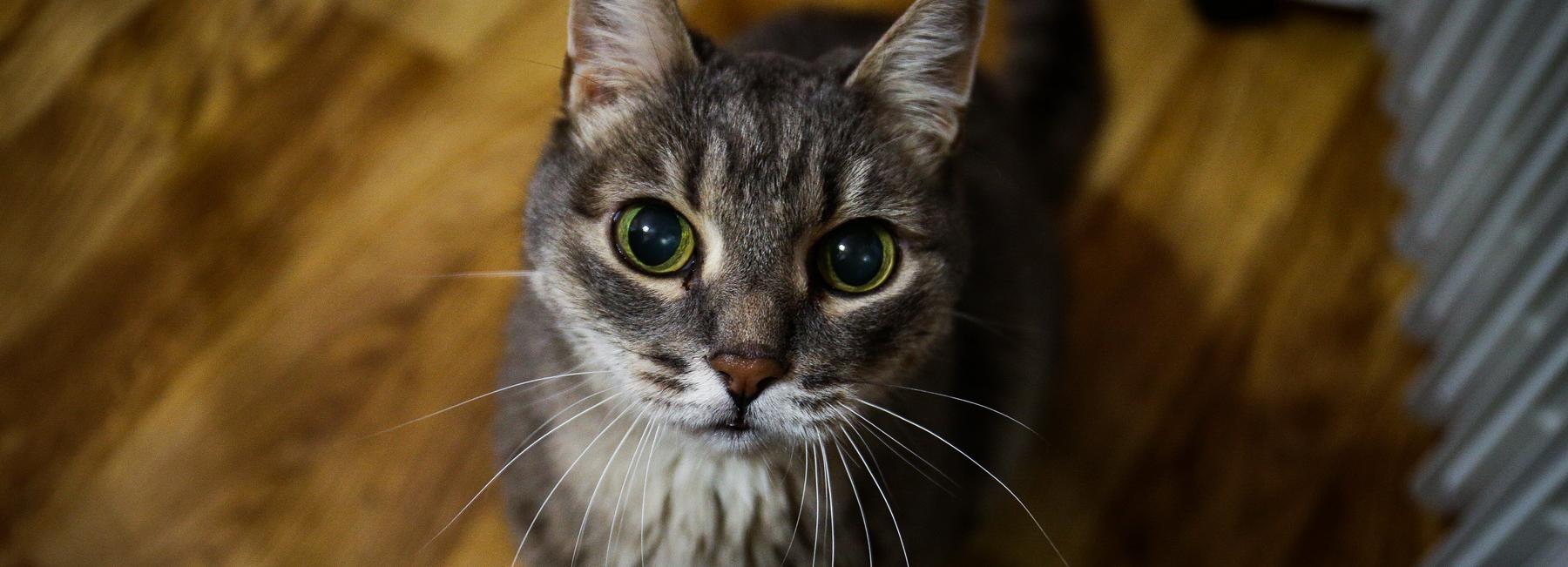 Сохранить самое дорогое — безопасность кошек и собак в Новый год