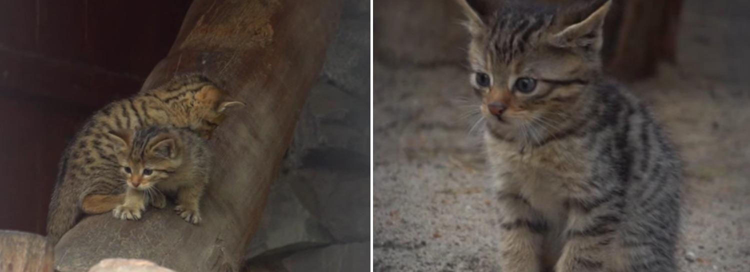 Четверо лесных котят родились в Новосибирском зоопарке