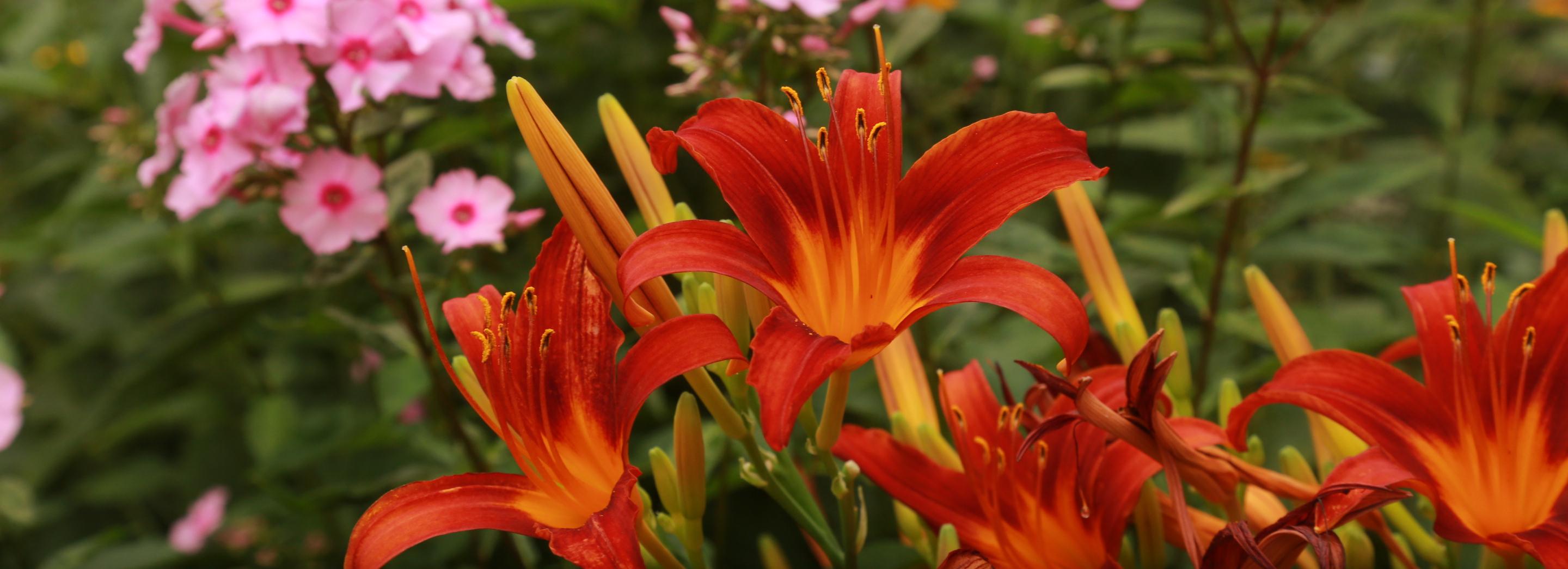 Клумбы жительницы пятиэтажки на Маркса восхищают всех соседей