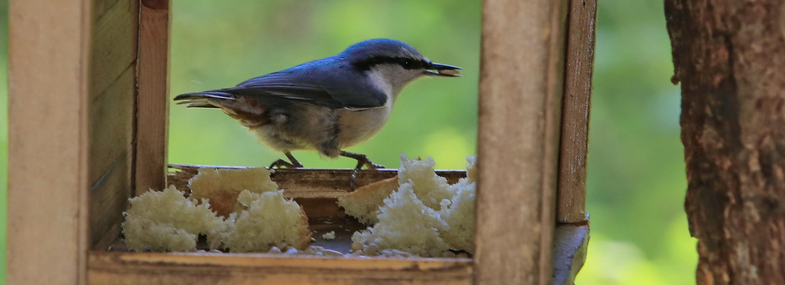 Отбывают на юга: когда птицы полетят в тёплые края, и где это увидеть