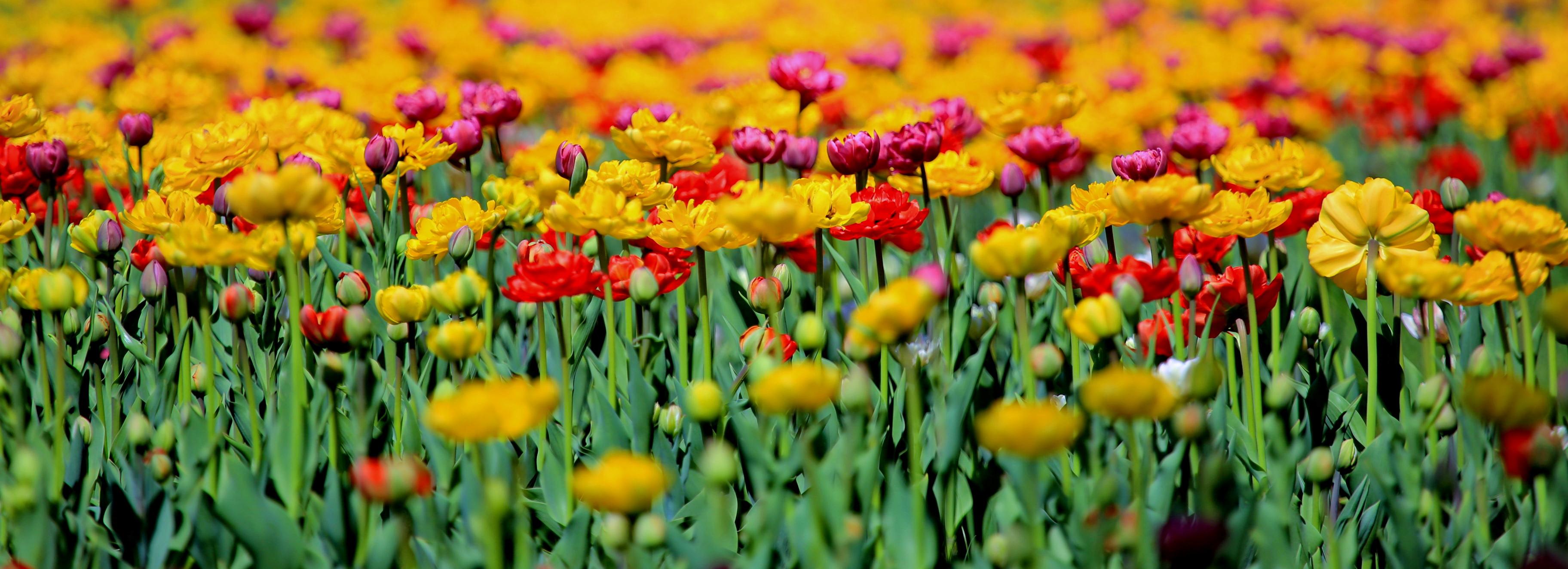 Пассажира с луковицами тюльпанов задержали на таможне в Толмачёво