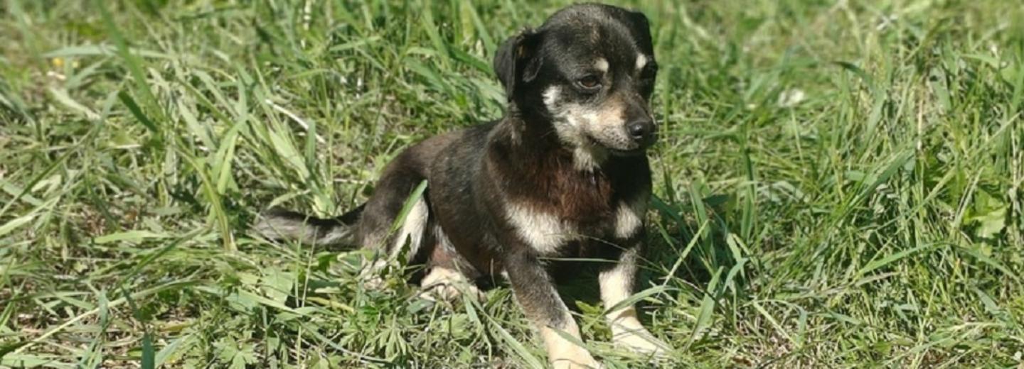 Маленькая собачка помогла волонтёрам найти пропавшего в мае пенсионера