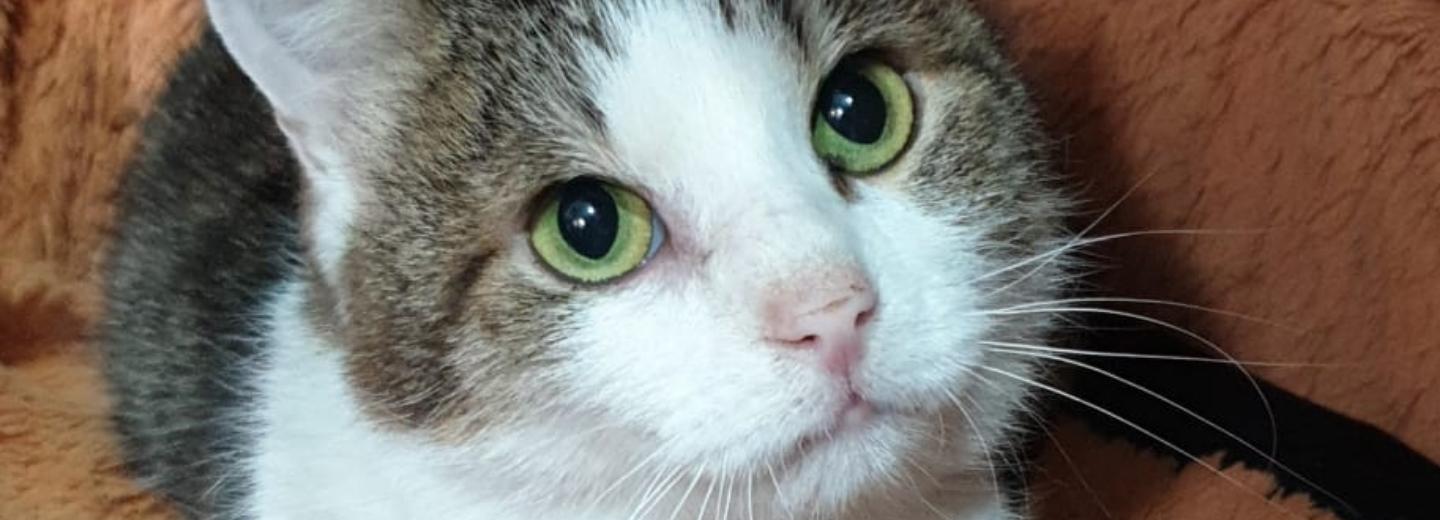 Искалеченный живодёрами кот Валлаби получил новые титановые лапы