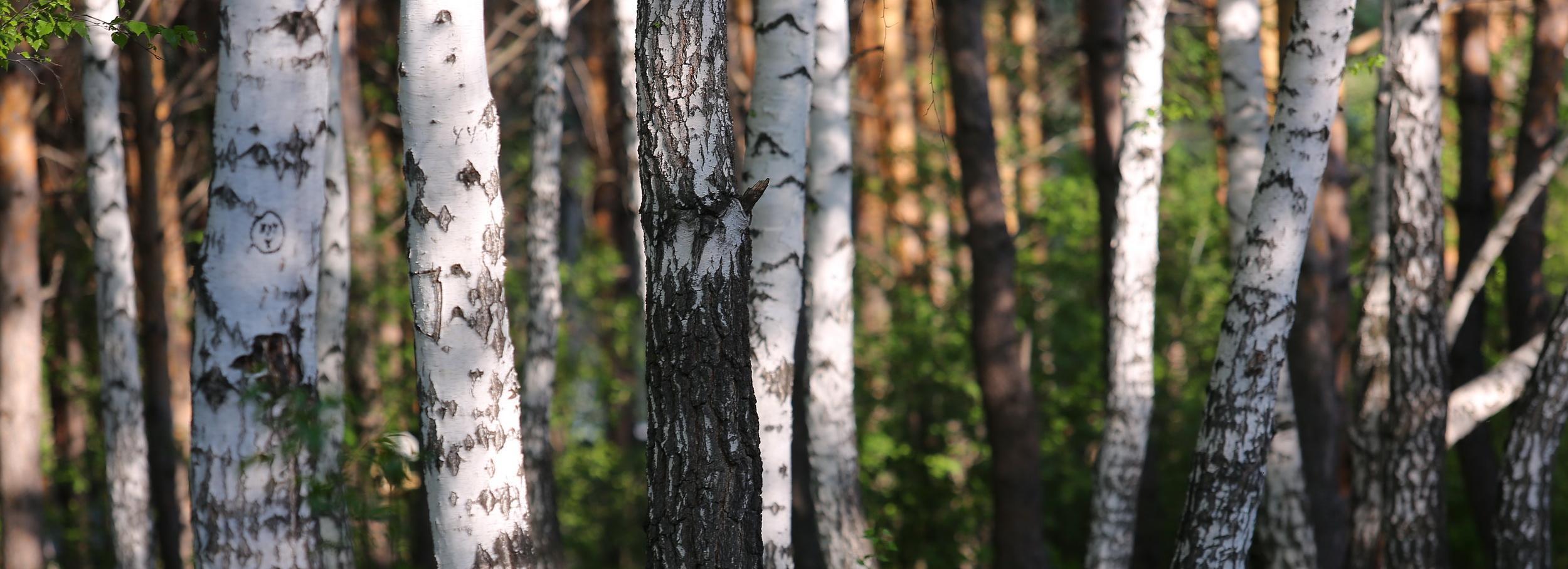 Когда можно будет собирать берёзовый сок в Новосибирске