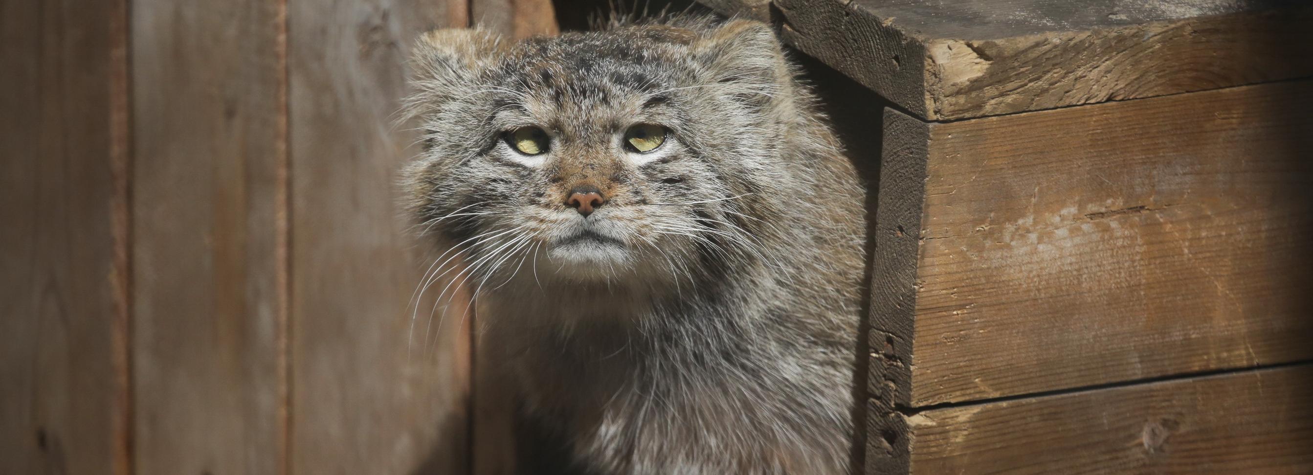Влюблённый манул обхаживает свою подругу в зоопарке — видео