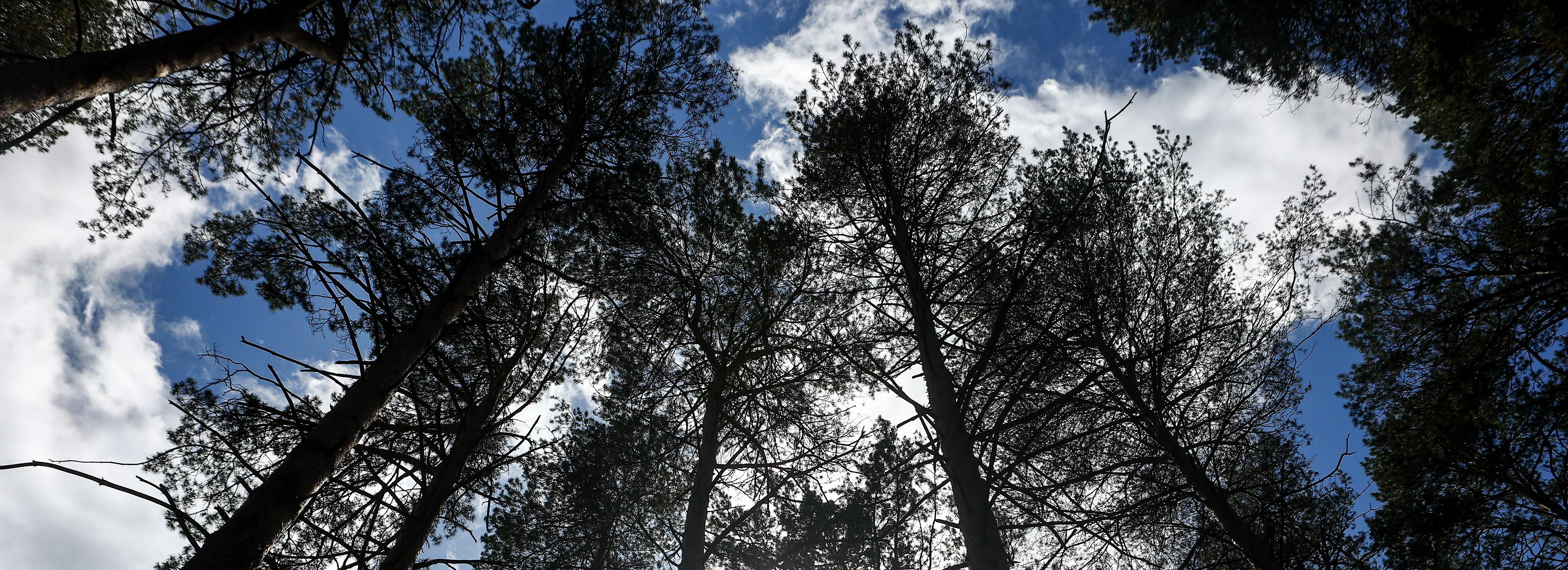 Краснокнижных балобанов с татуировками выпустят в дикую природу Сибири