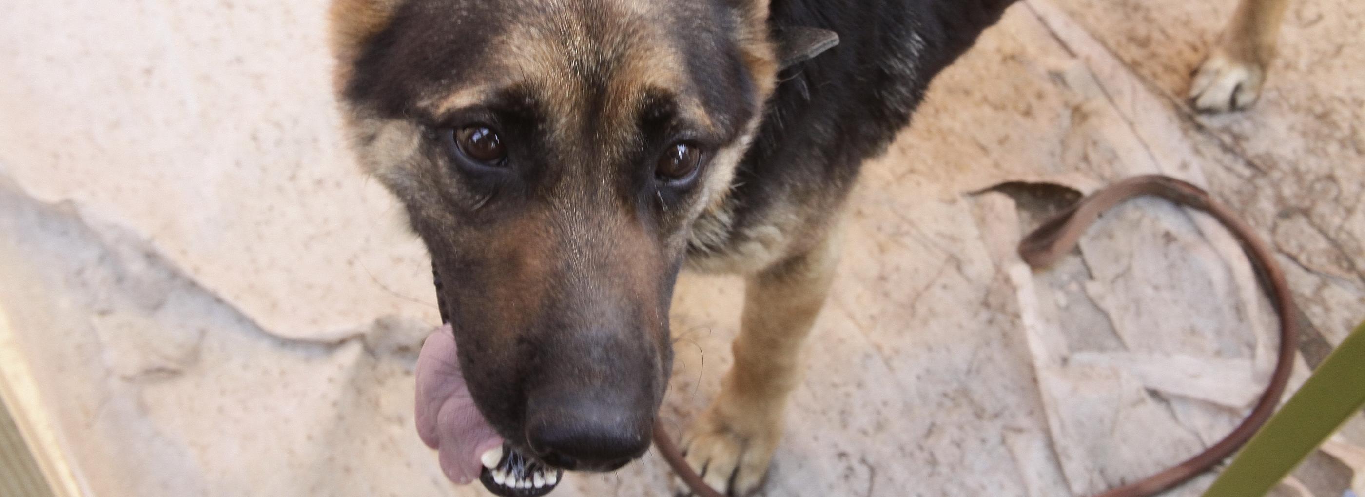 Глава СК заинтересовался стаей злобных бродячих собак на Затулинке