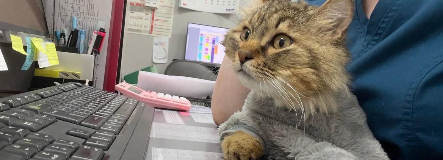 Подожжённого подростками кота спасли новосибирские ветеринары